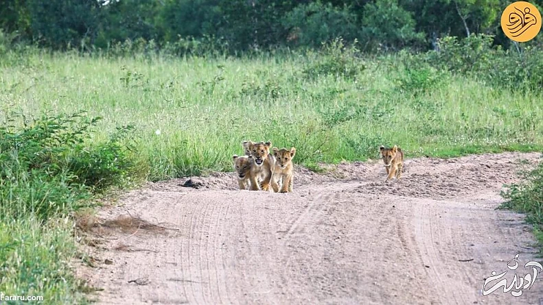 (ویدئو) لحظه دیدار مجدد توله شیرهای گم شده با مادرشان
